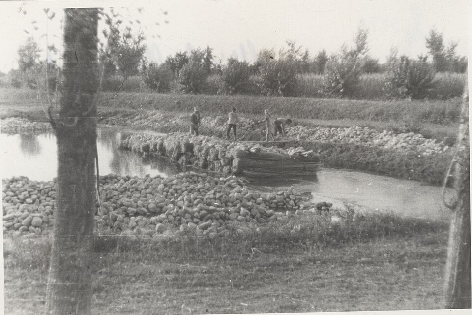 Havuzlanmaya bırakılmış kenevir demetleri, İtalya, 1950