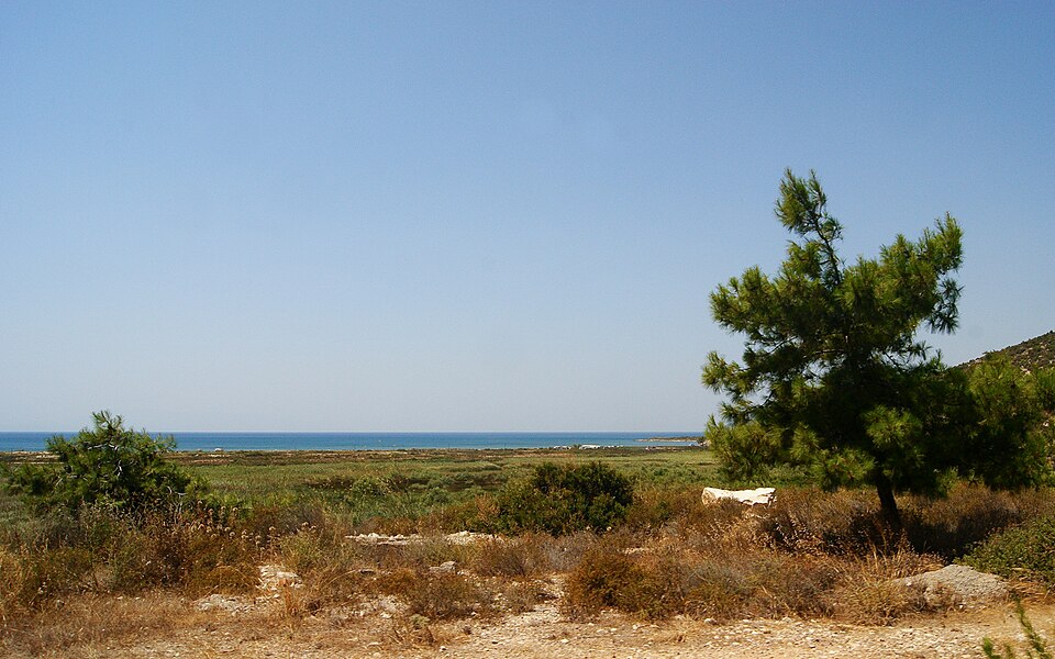 İzmir kıyısında kırsal arazi ve çam ağacı