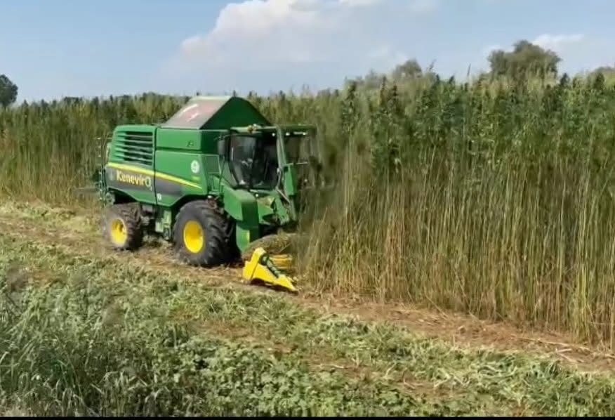 Vezirköprü’de uzun kenevir saplarını biçen biçerdöver