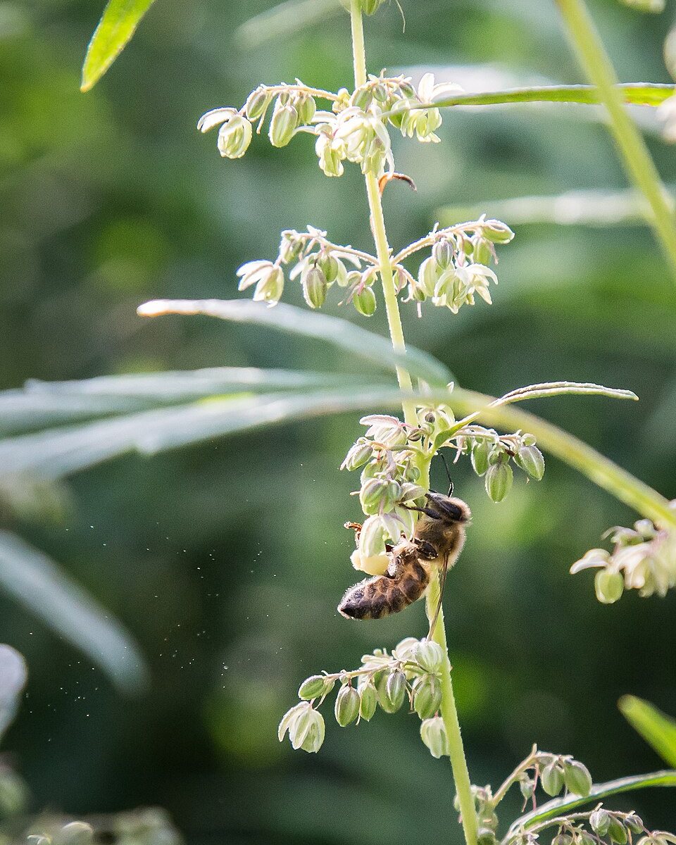 Kenevir bitkisinin çiçekleri arasında bal arısı