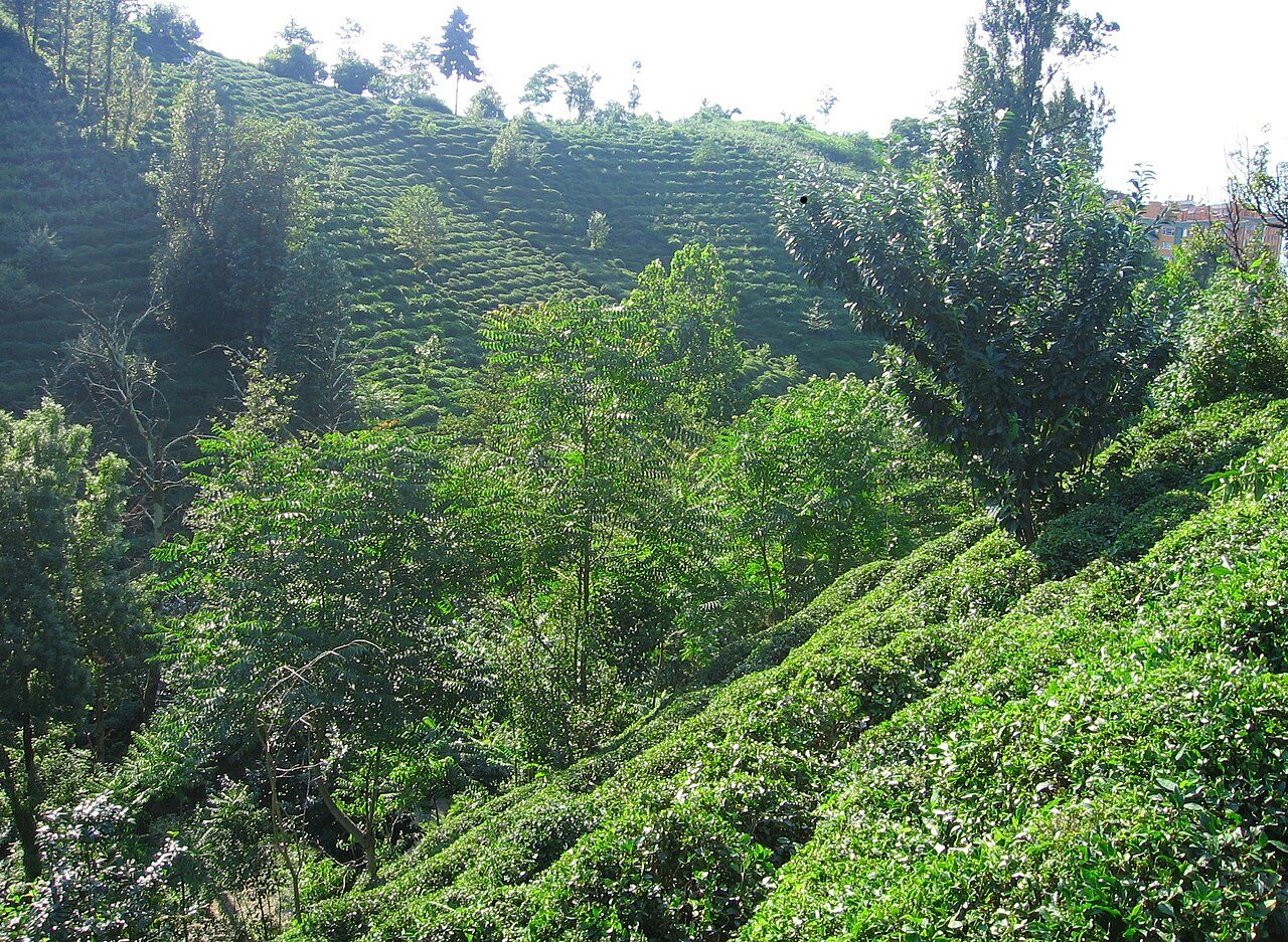 Rize’de yamaçtaki çay bahçeleri