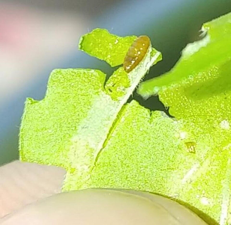 Kenevir yaprağından çıkarılmış küçük larva