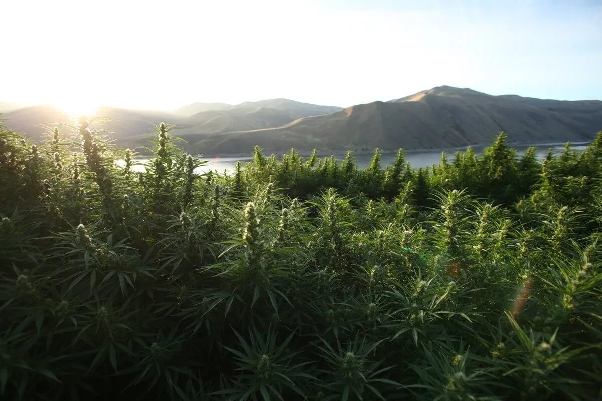 Oregon’da kenevir sıraları