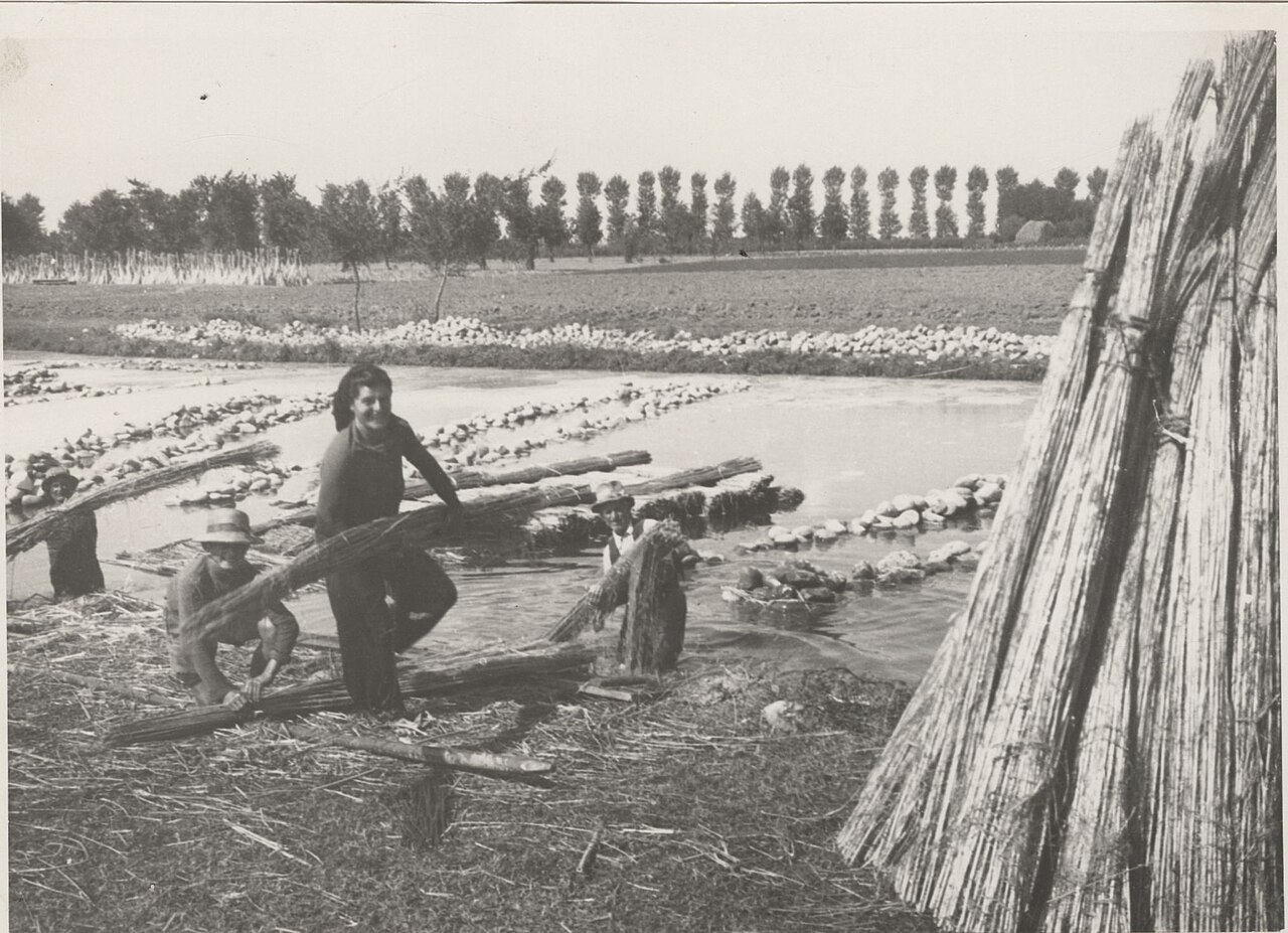 1950’de Ferrara yakınlarında kenevir çalışması